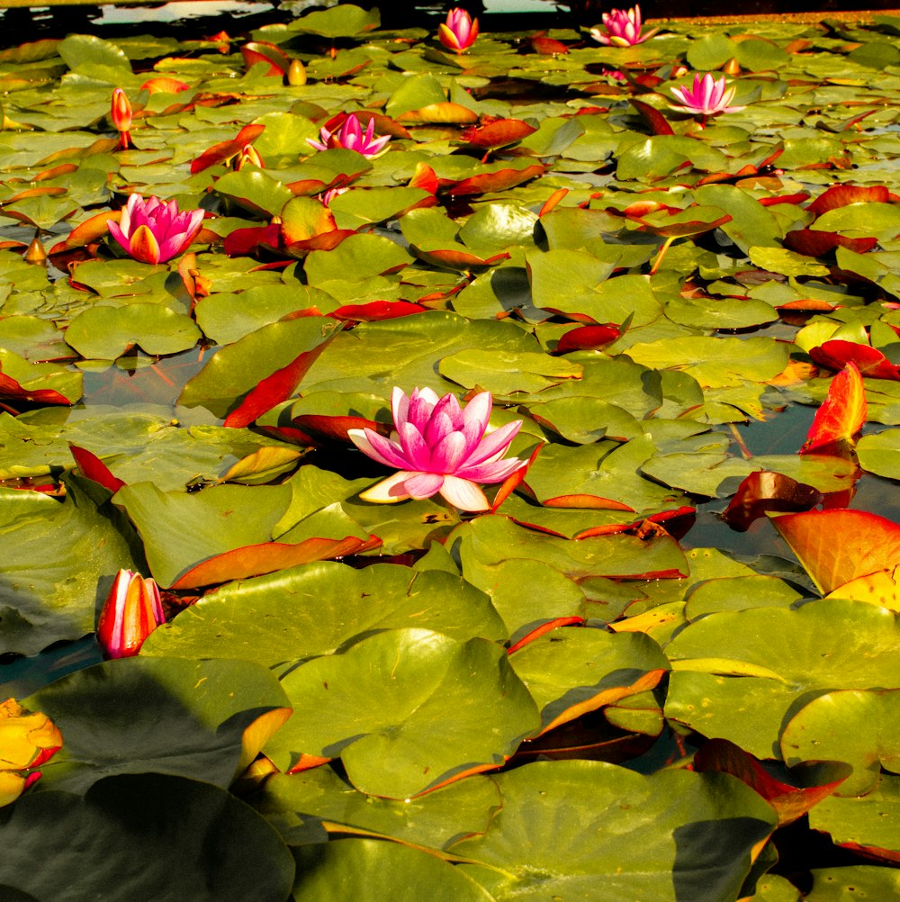 a pond filled with lots of water lilies