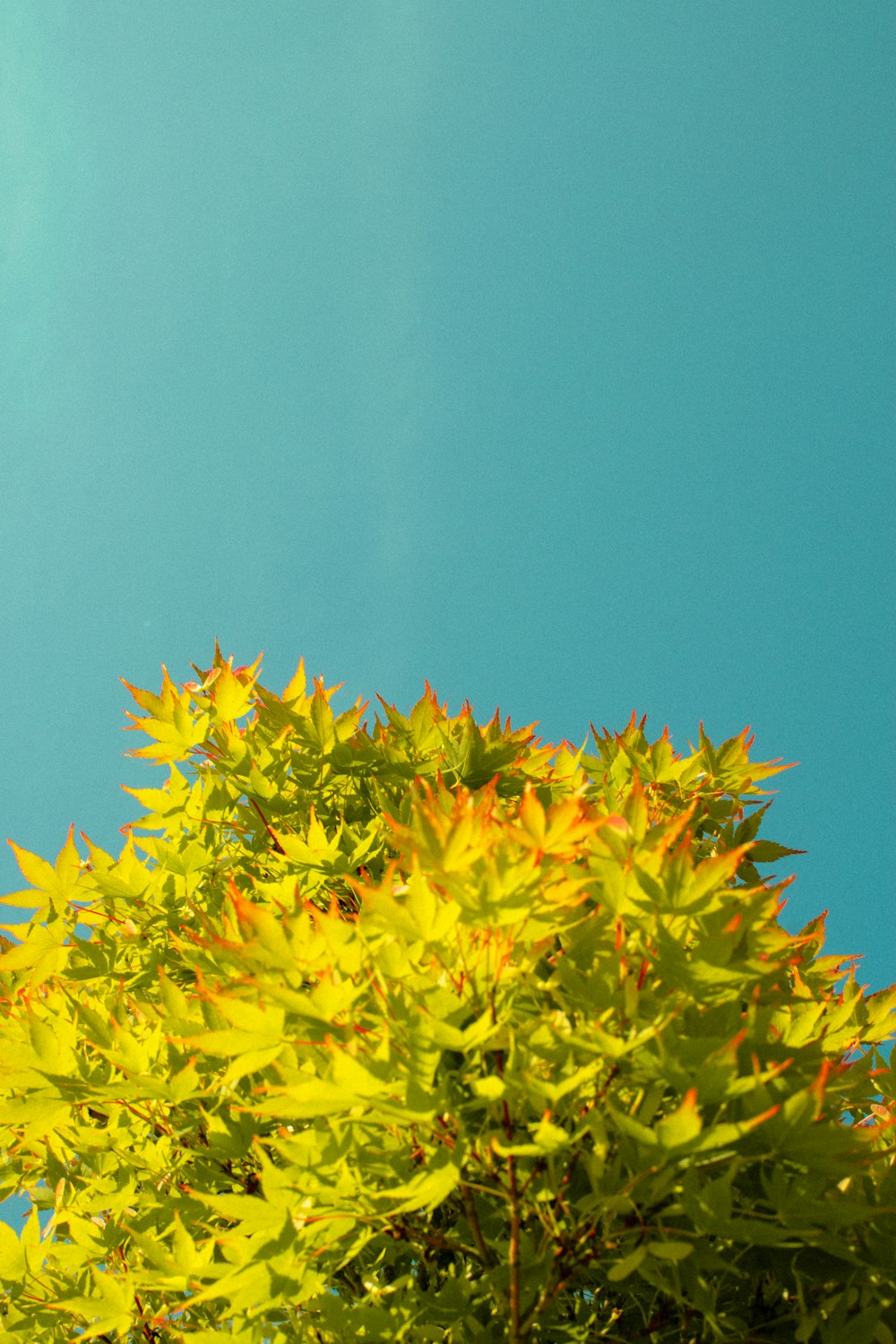 a bird flying over a tree with a blue sky in the background