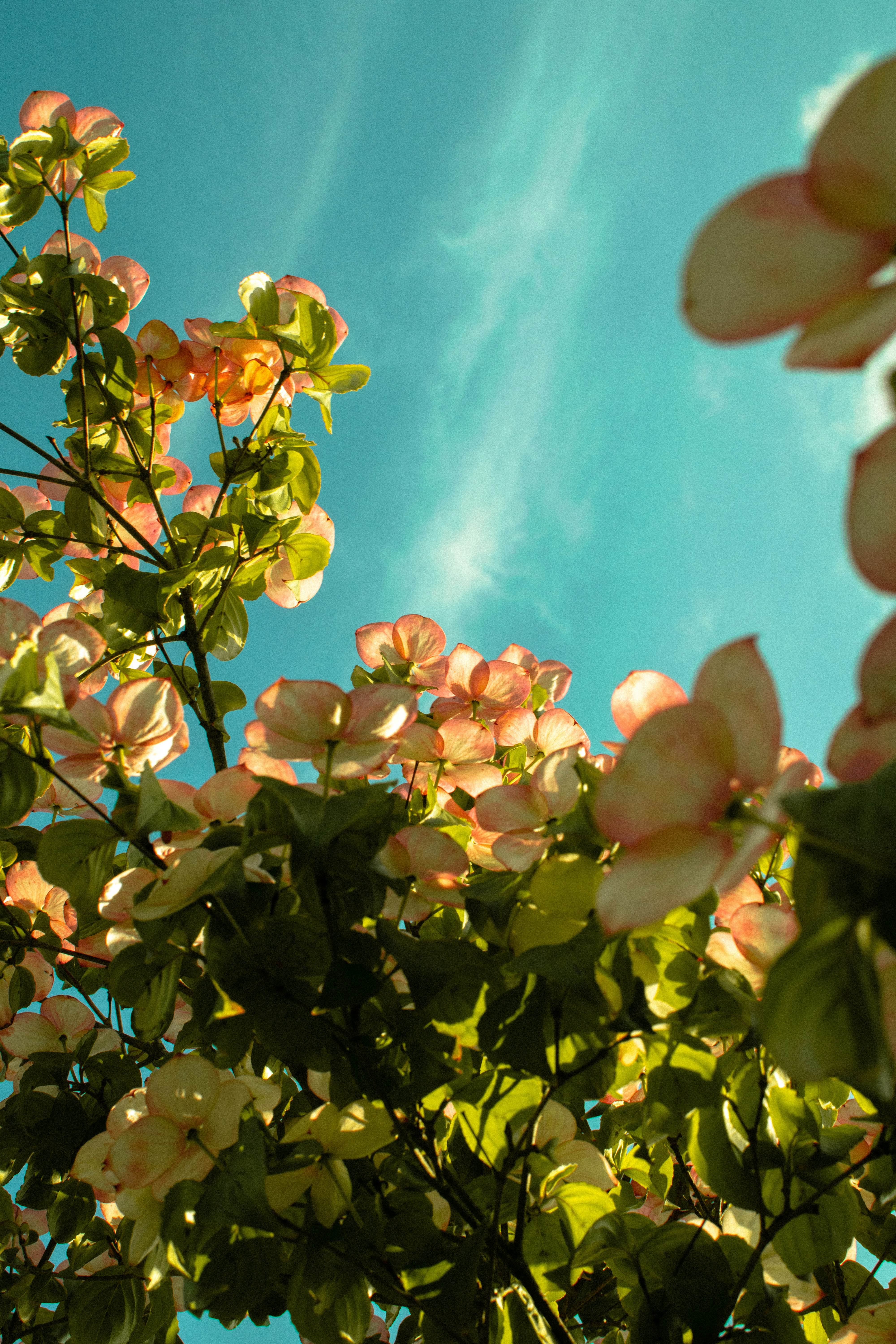 un bouquet de fleurs qui sont sur un arbre