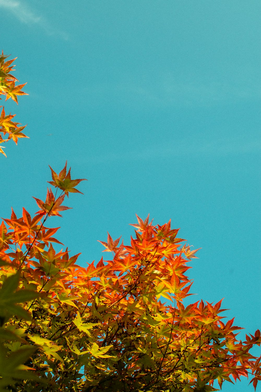 a plane flying over a tree with orange leaves