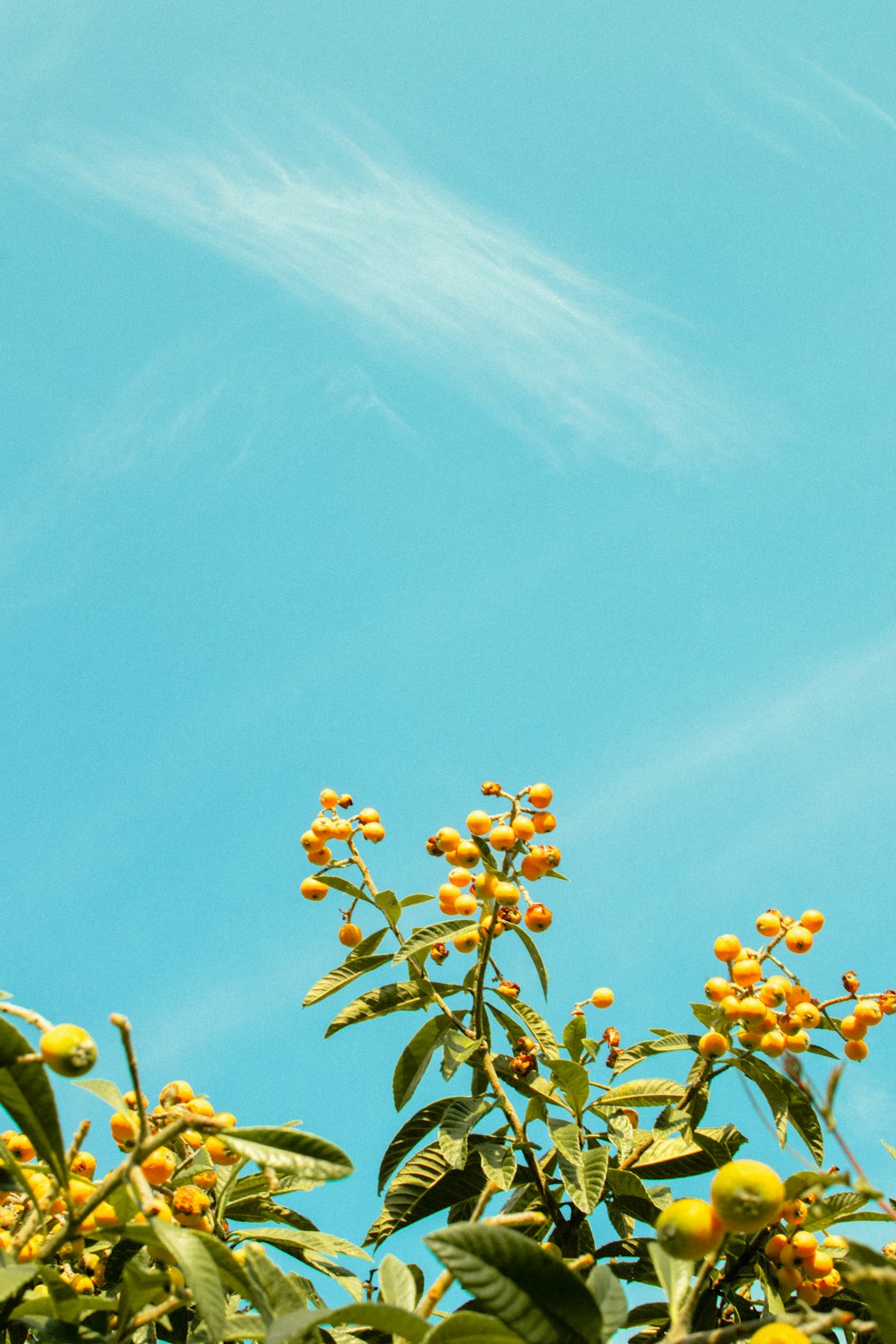 a blue sky with some yellow flowers in the foreground