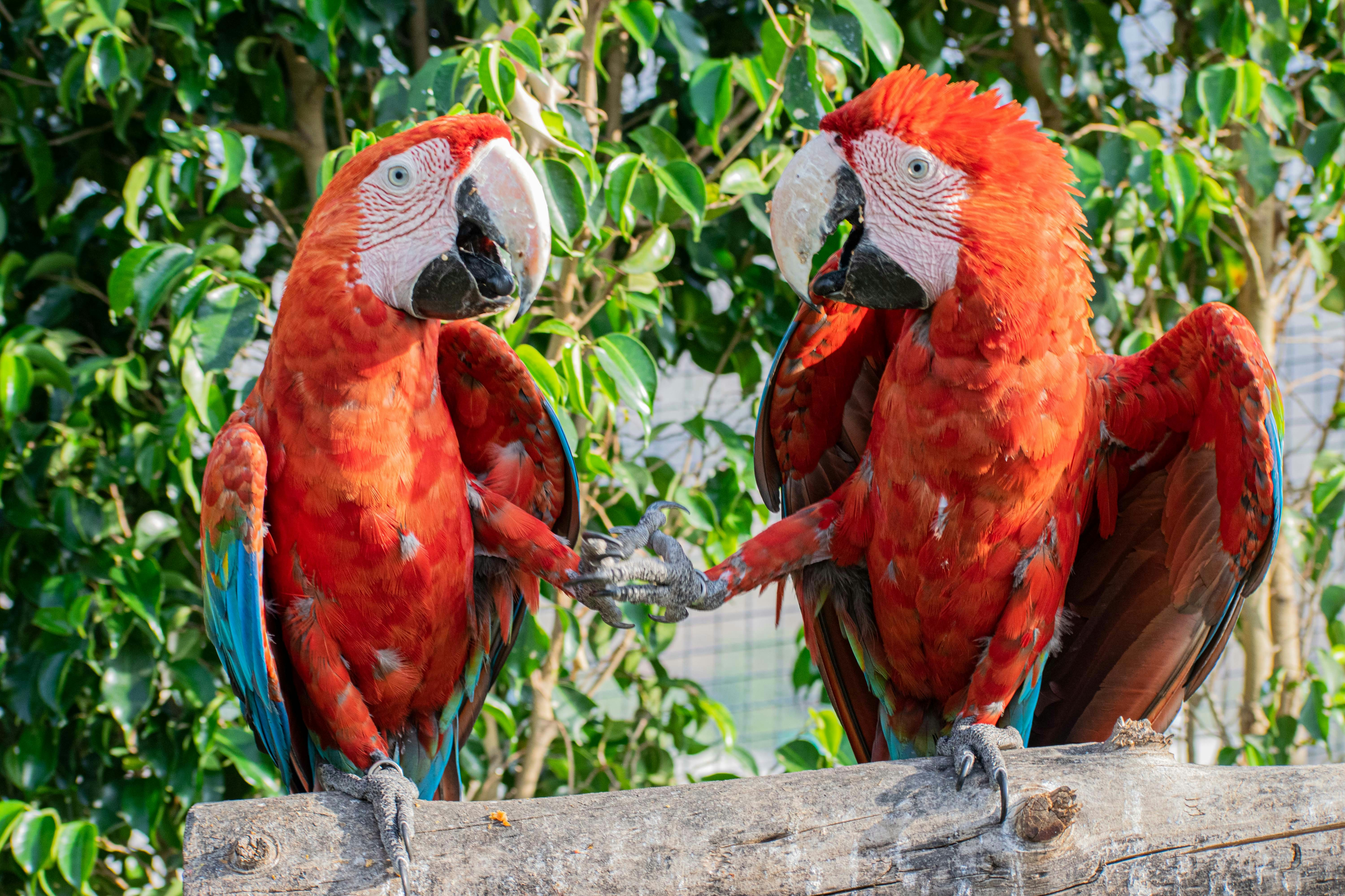 two red and blue parrots sitting on a tree branch