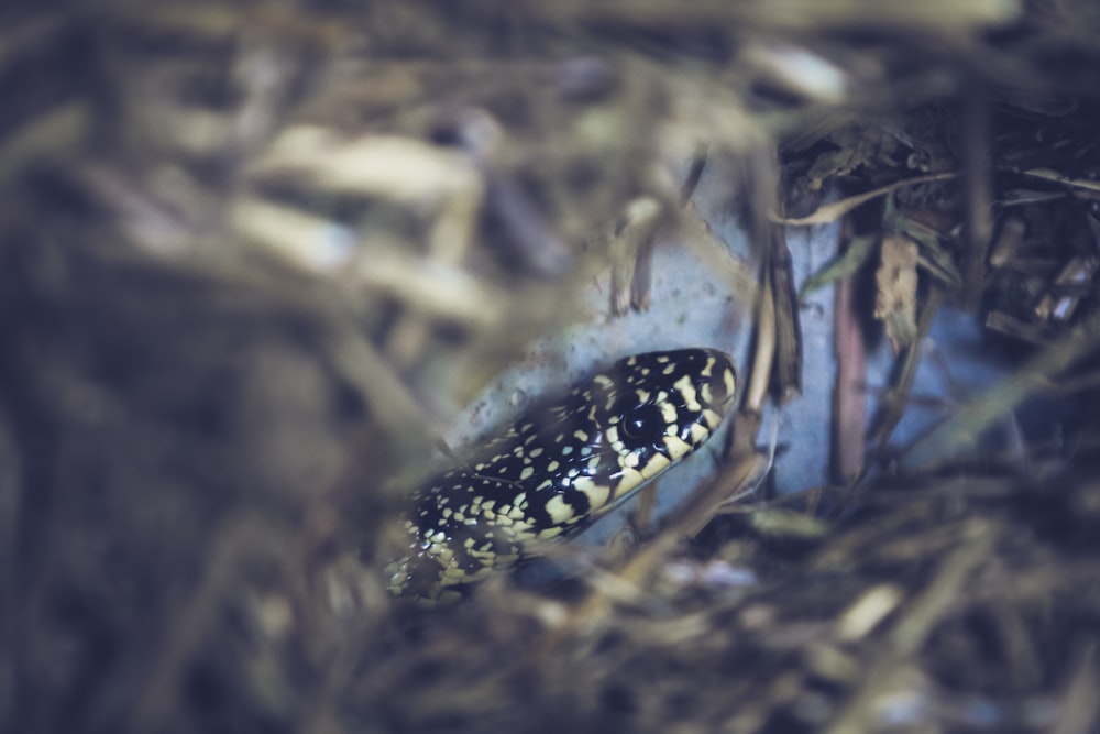 ein schwarz-weißer Vogel, der auf einem Haufen trockenen Grases sitzt