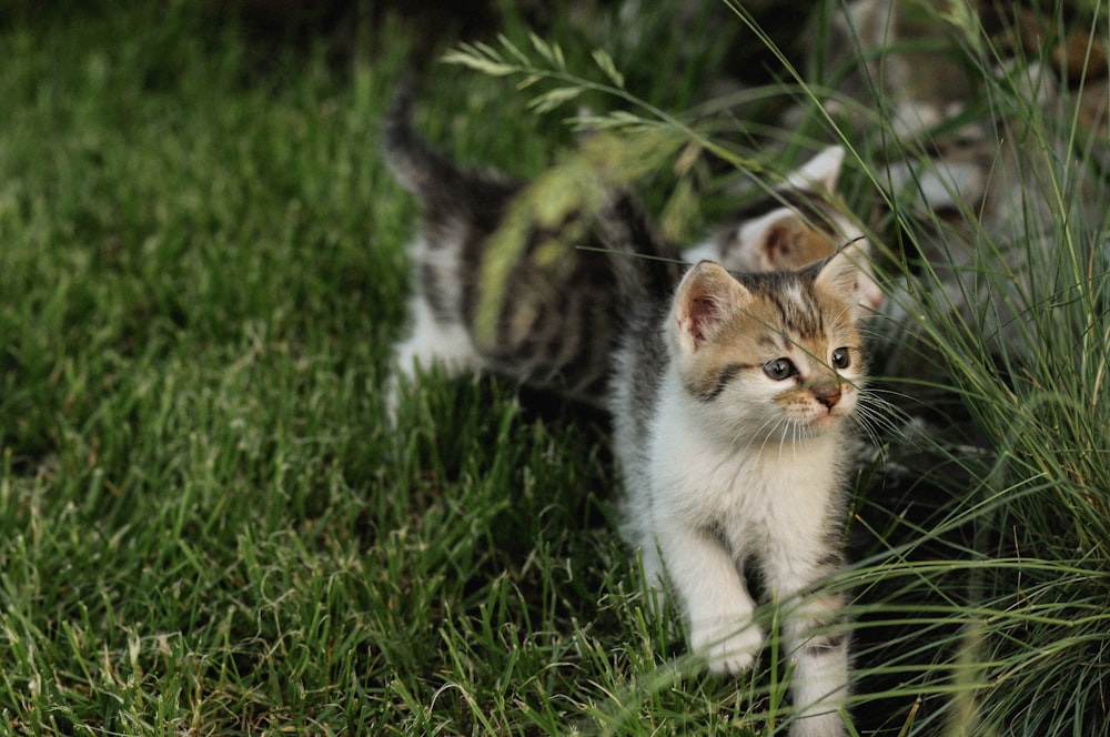 a small kitten walking through a lush green field