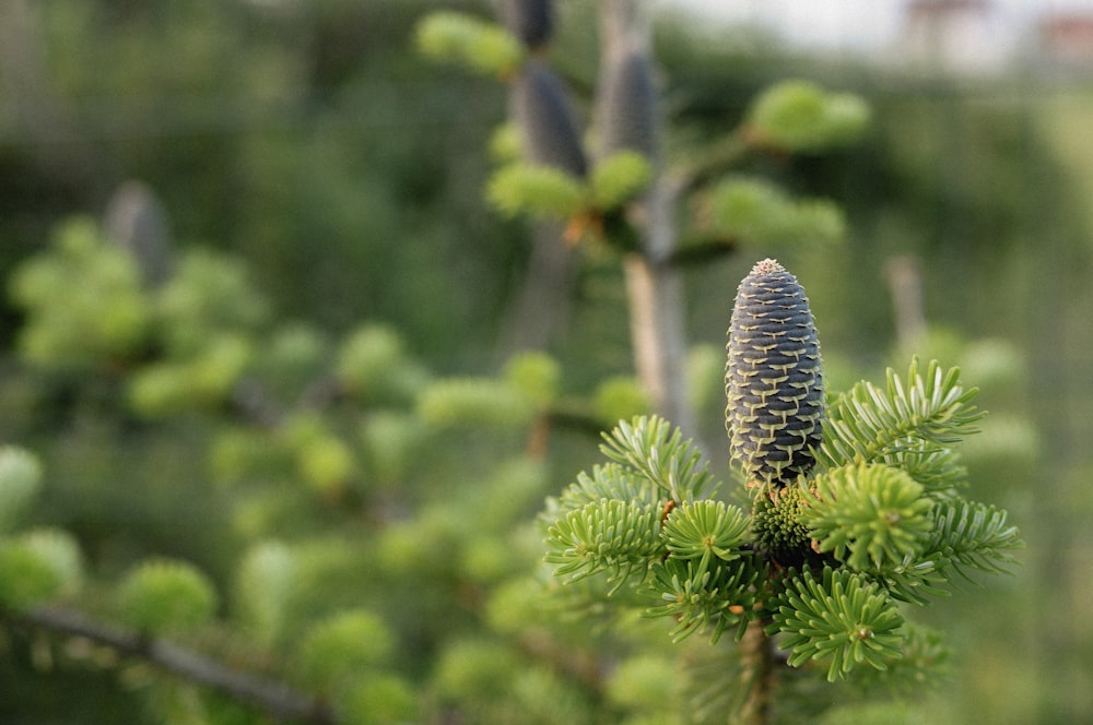 a close up of a pine tree with a fence in the background