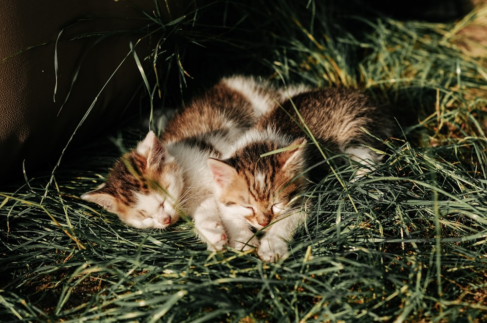a couple of kittens are laying in the grass