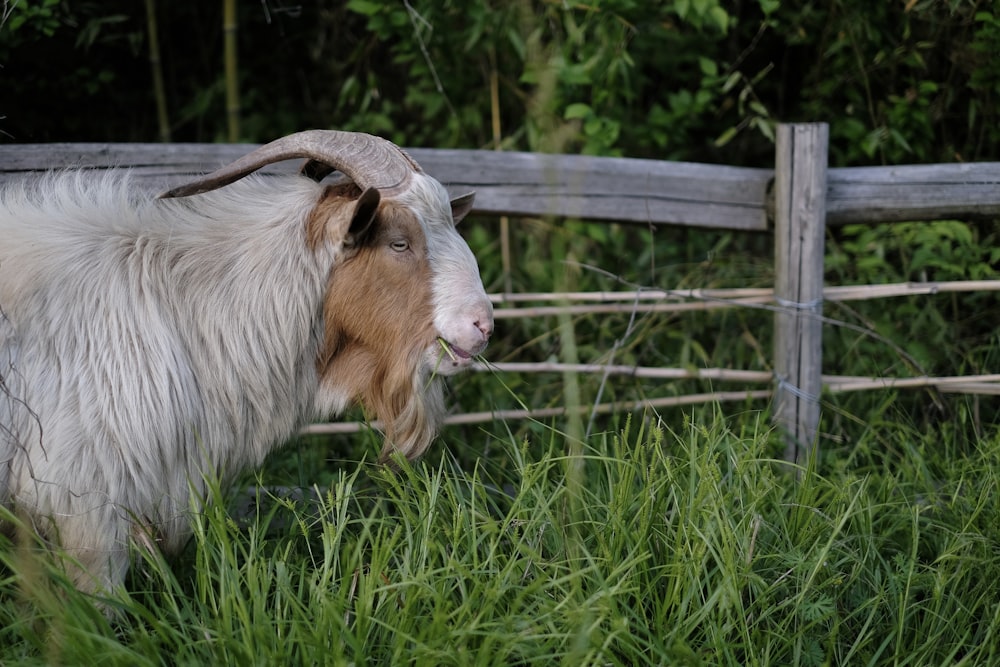 a goat is standing in the tall grass