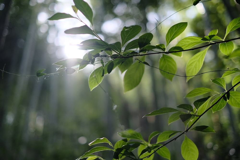 a tree branch with green leaves in the sunlight