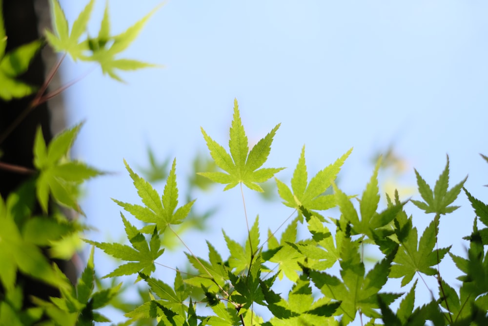 the leaves of a tree against a blue sky