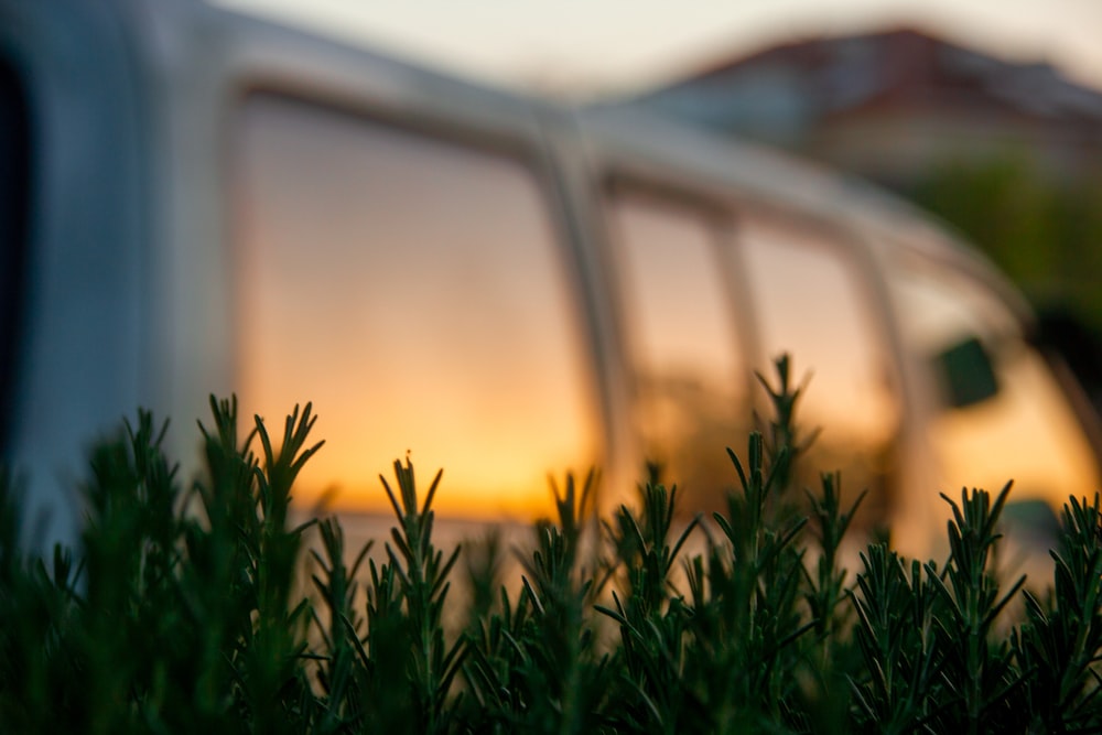 a close up of a plant with a building in the background