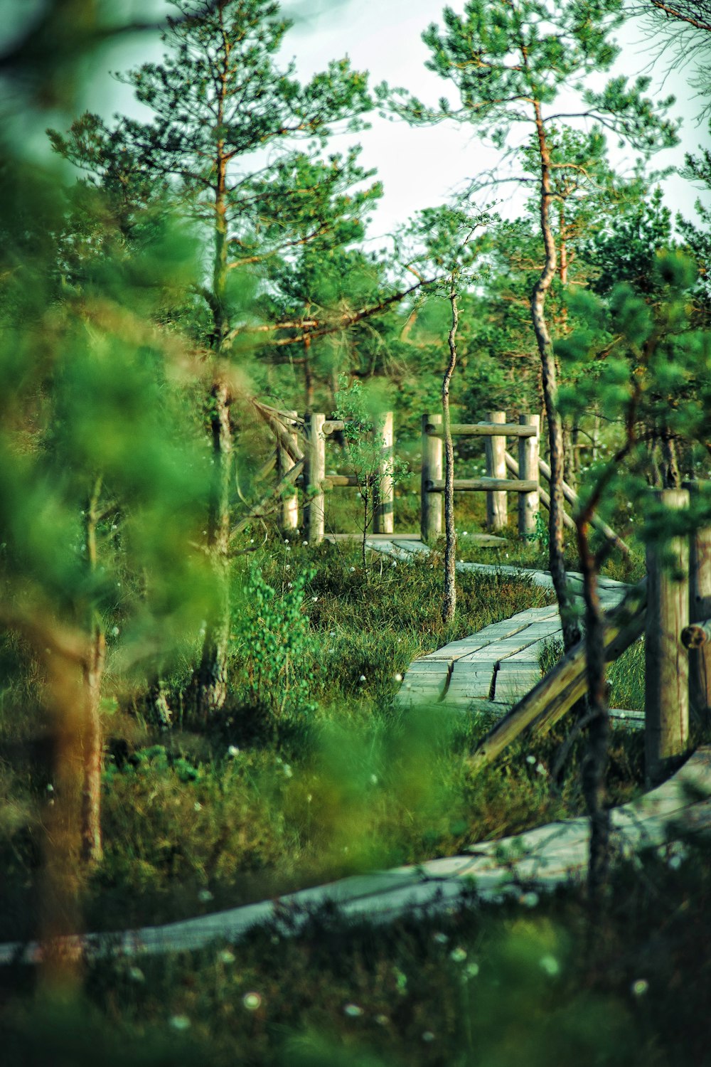a wooden walkway through a forest filled with lots of trees