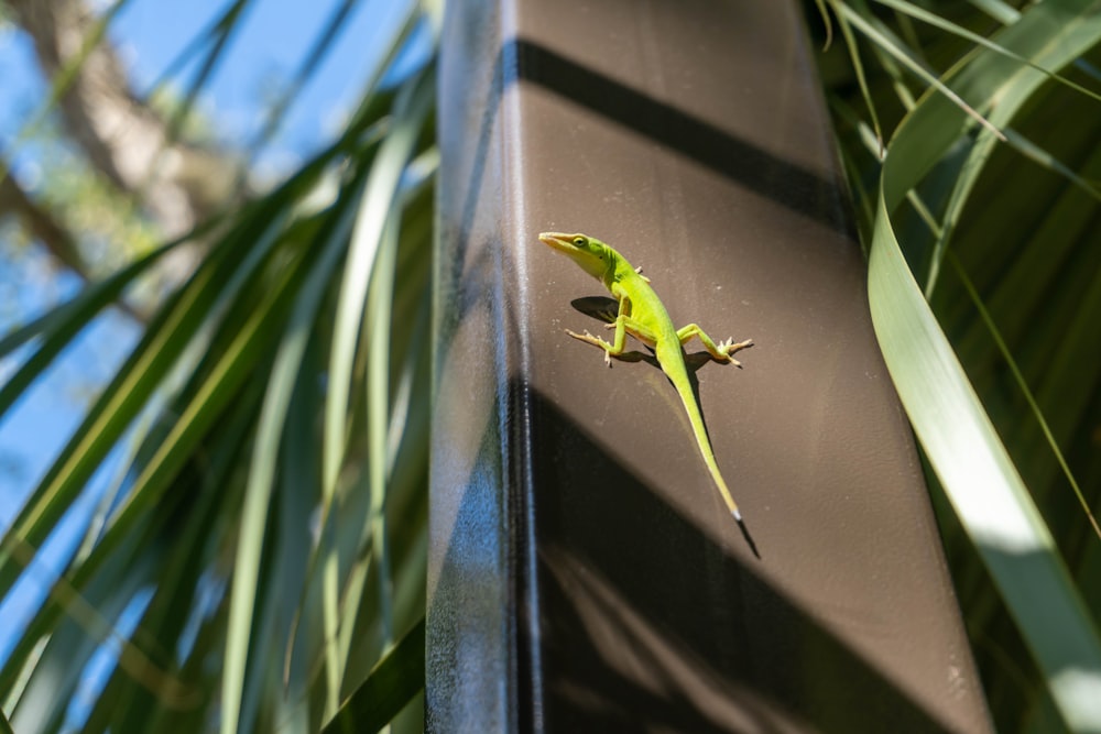 a green lizard sitting on top of a metal pole