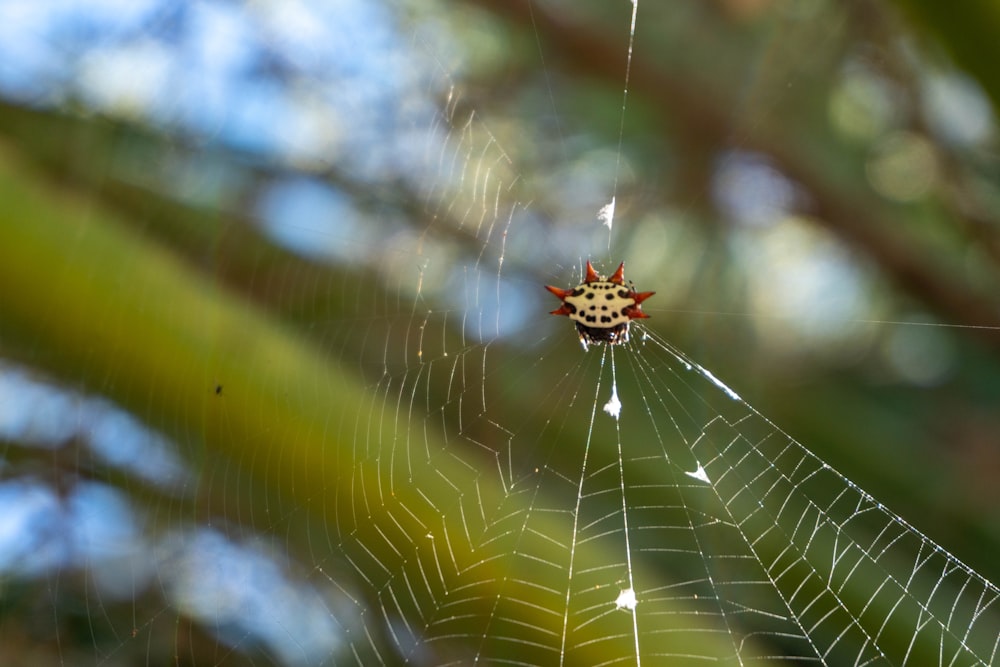 a close up of a spider on a web