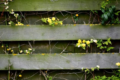 A wooden fence with a rustic appearance has green and yellow plants growing through its gaps. The planks are horizontally aligned, and there are small yellow flowers and green leaves scattered across the surface.