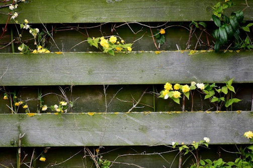 A wooden fence with a rustic appearance has green and yellow plants growing through its gaps. The planks are horizontally aligned, and there are small yellow flowers and green leaves scattered across the surface.