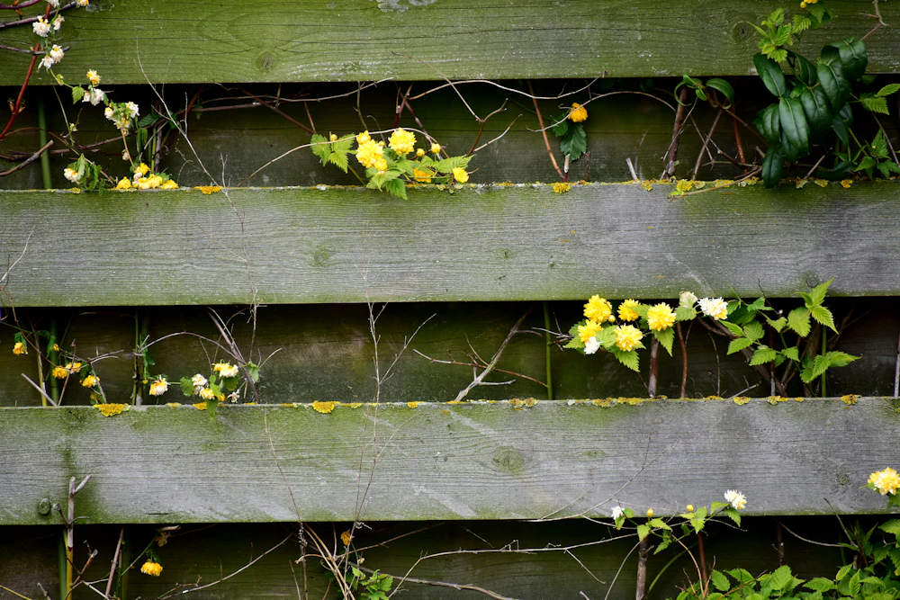 Horizontal wood fence boards with climbing vines and small yellow flowers