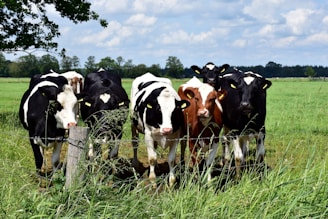 a herd of cows standing on top of a lush green field