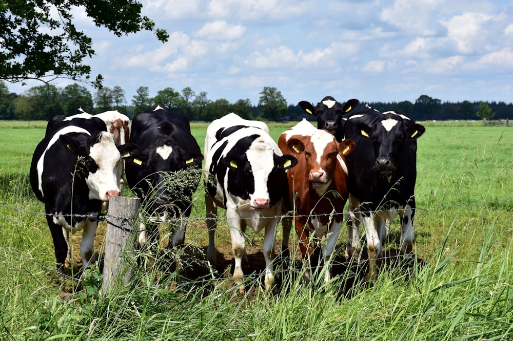 a herd of cows standing on top of a lush green field