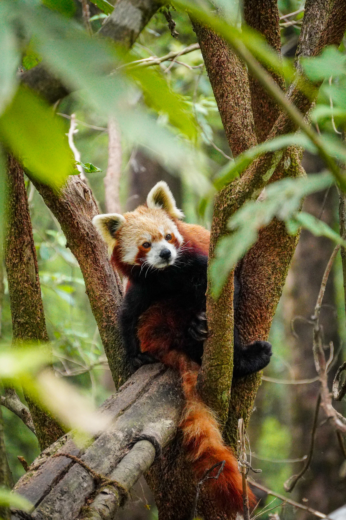A red panda resting in the fork of a tree at the zoo in Darjeeling, its ringed tail hanging below