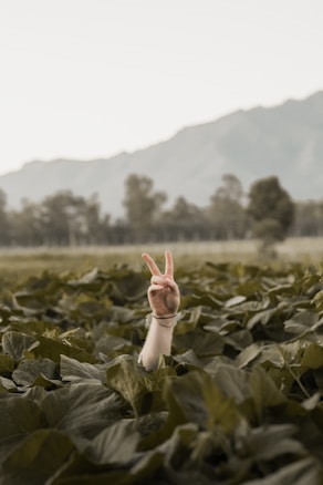 A hand emerging from a dense layer of green leaves, making a peace sign with two fingers raised. In the background, blurred trees and hazy mountains provide a serene natural setting.