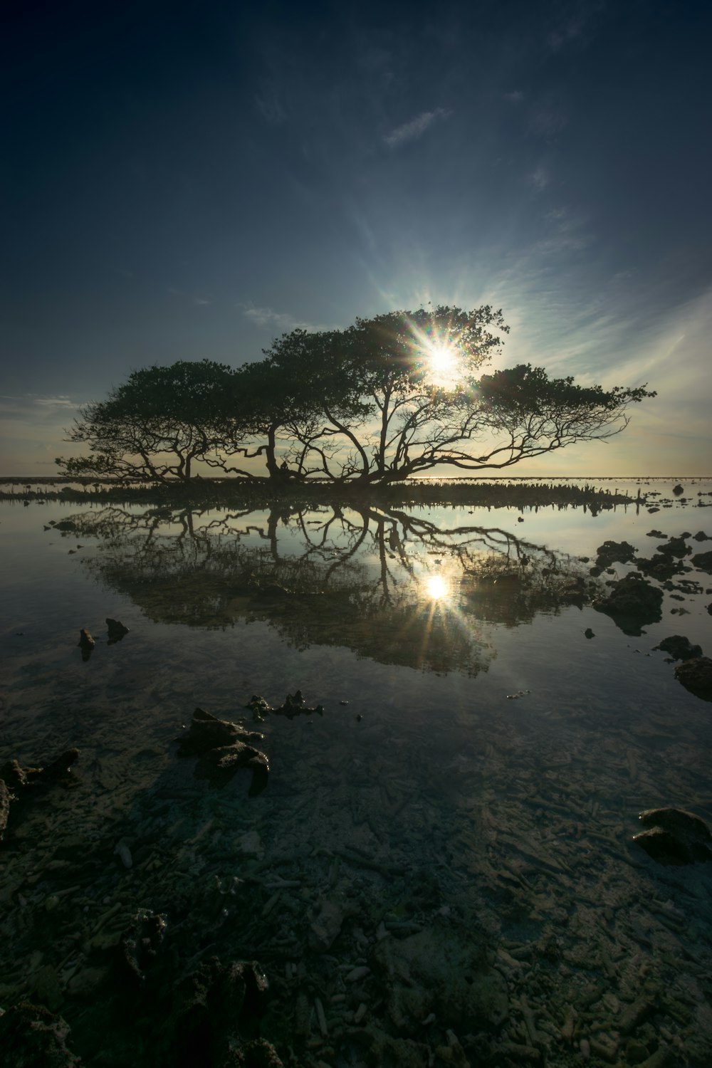 a lone tree in the middle of a body of water