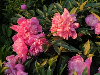 A cluster of pale pink peonies illuminated by warm morning sunlight.