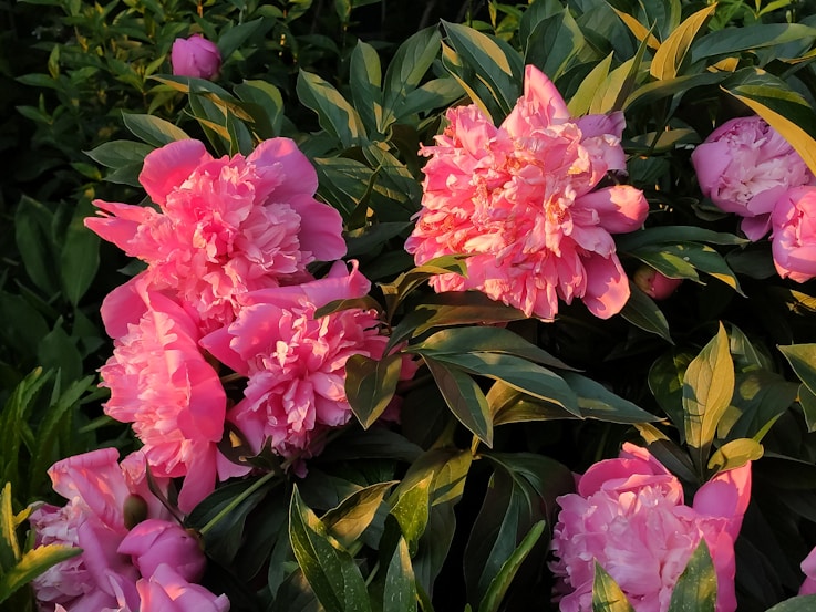 Sunlight filtering through vibrant pink peonies in full bloom.