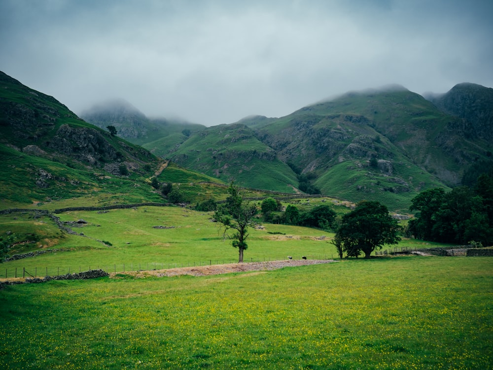 ein grasbewachsenes Feld mit einem Baum und Bergen im Hintergrund