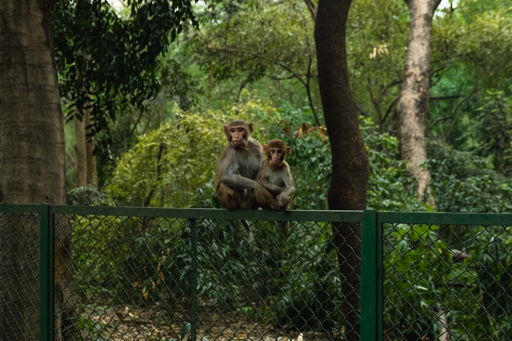 a couple of monkeys sitting on top of a fence