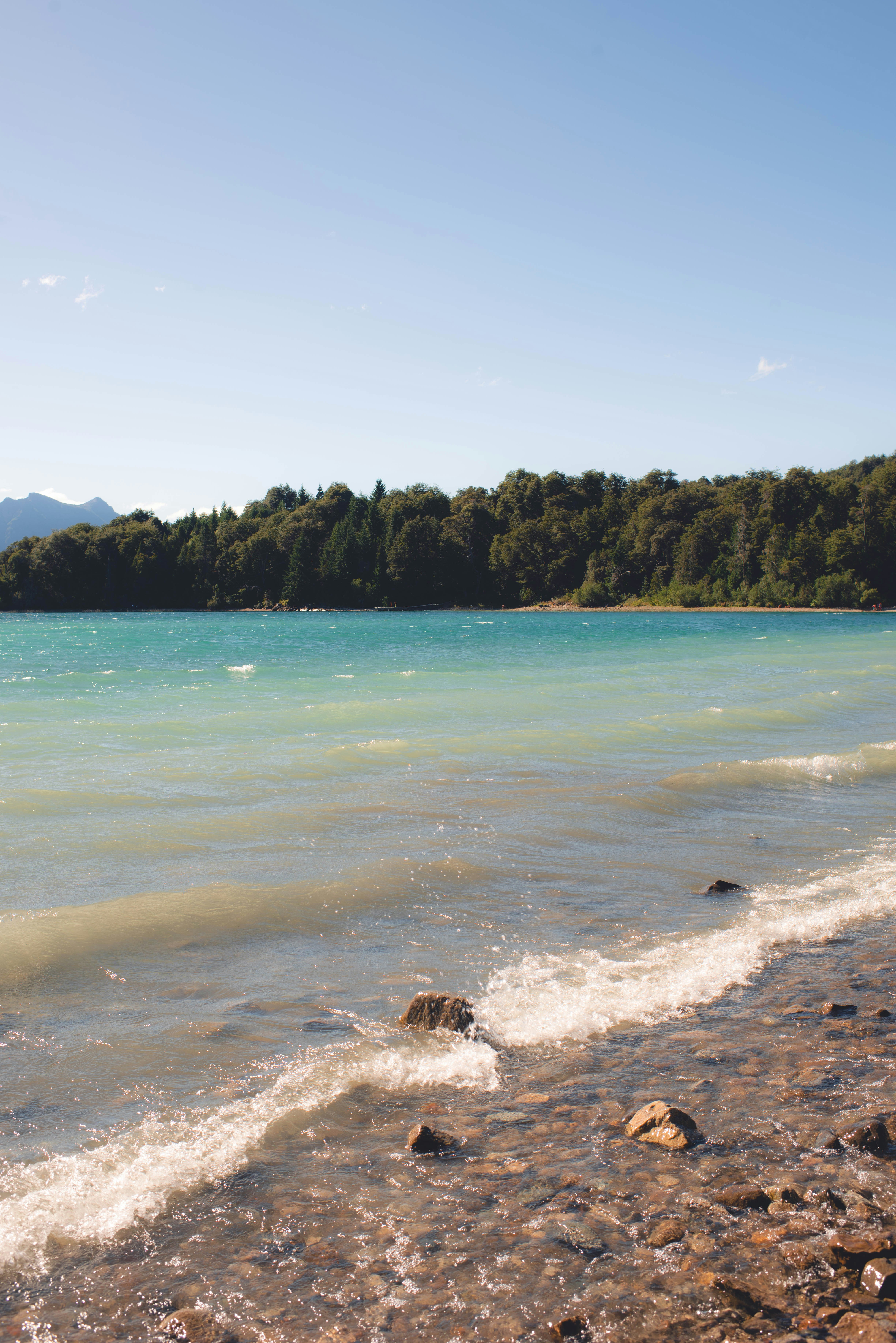 a body of water sitting next to a lush green forest