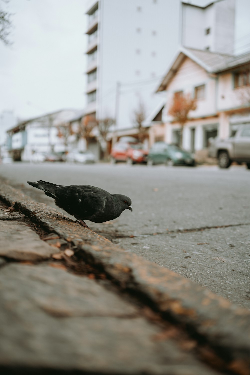 a black bird standing on the side of a road