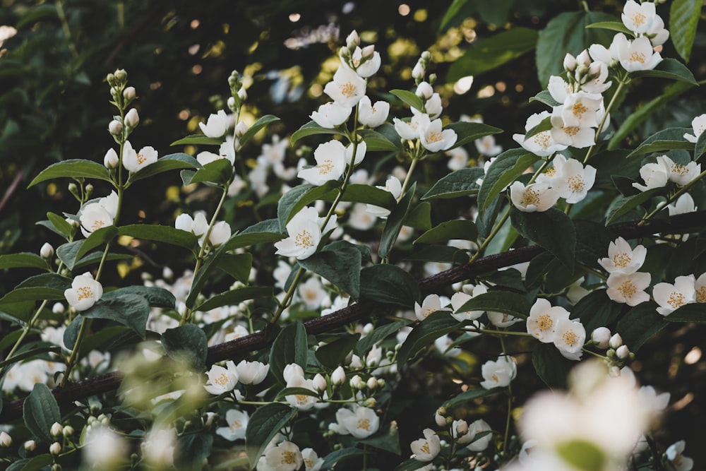 a bunch of white flowers that are on a tree