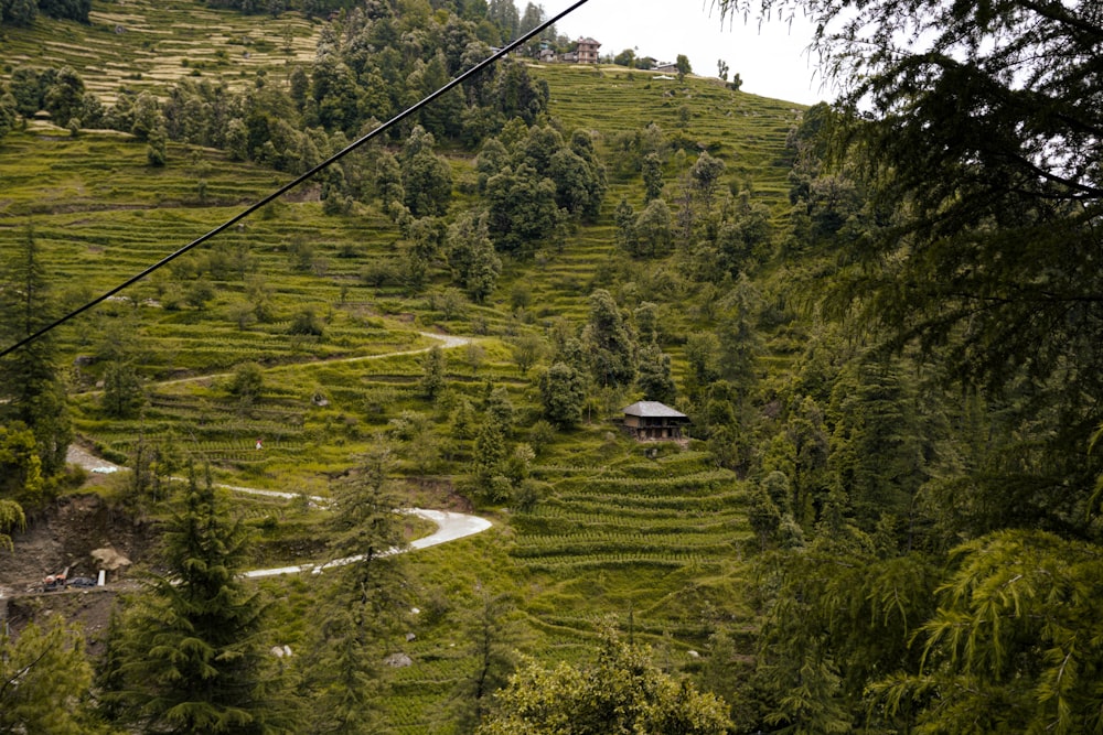 a lush green hillside covered in lots of trees