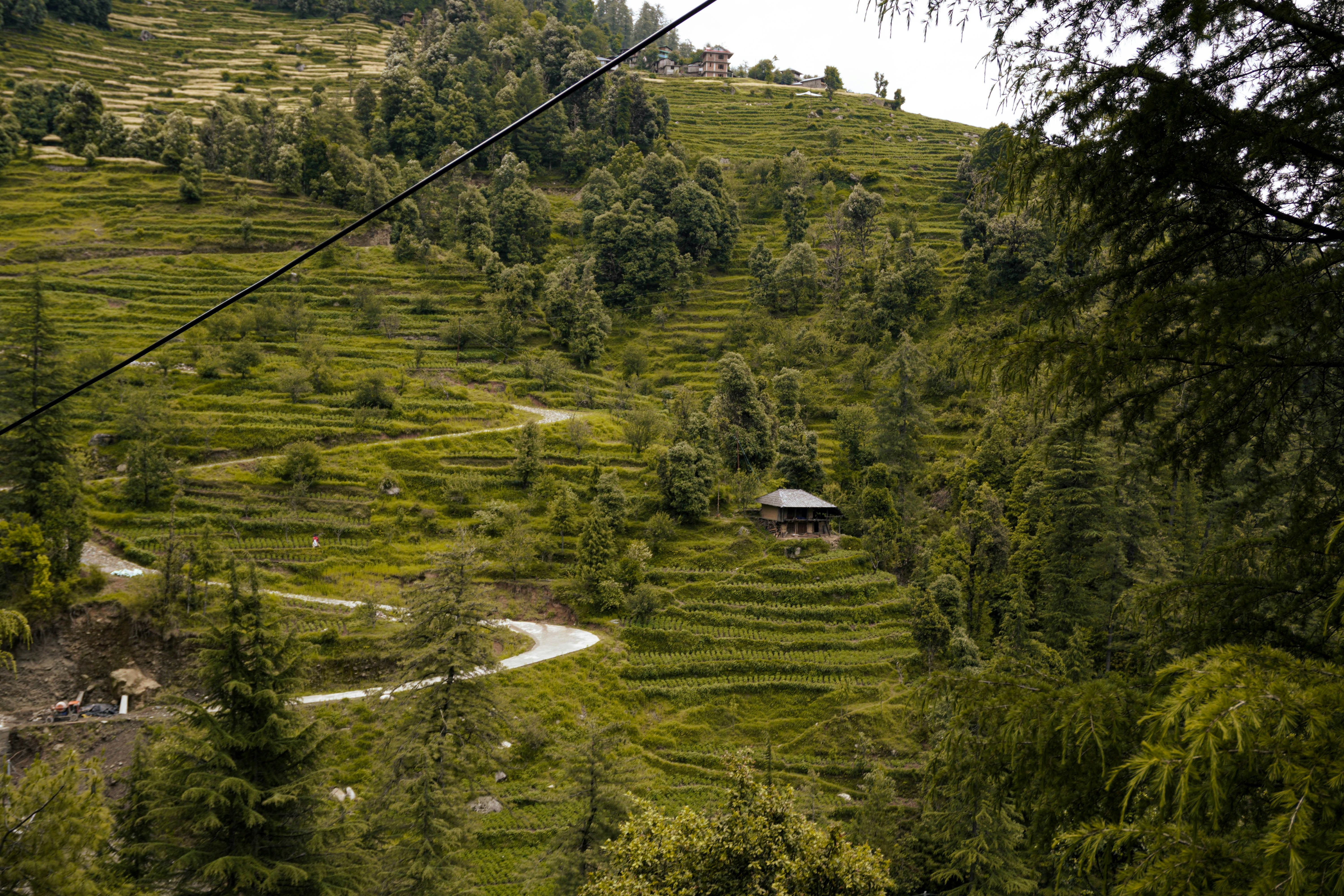 Farming at the Edge: How Darjeeling's Agricultural Communities Are Engineering Resilience in an Era of Climate Uncertainty