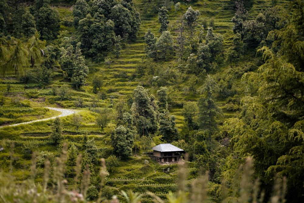 a house in the middle of a lush green forest