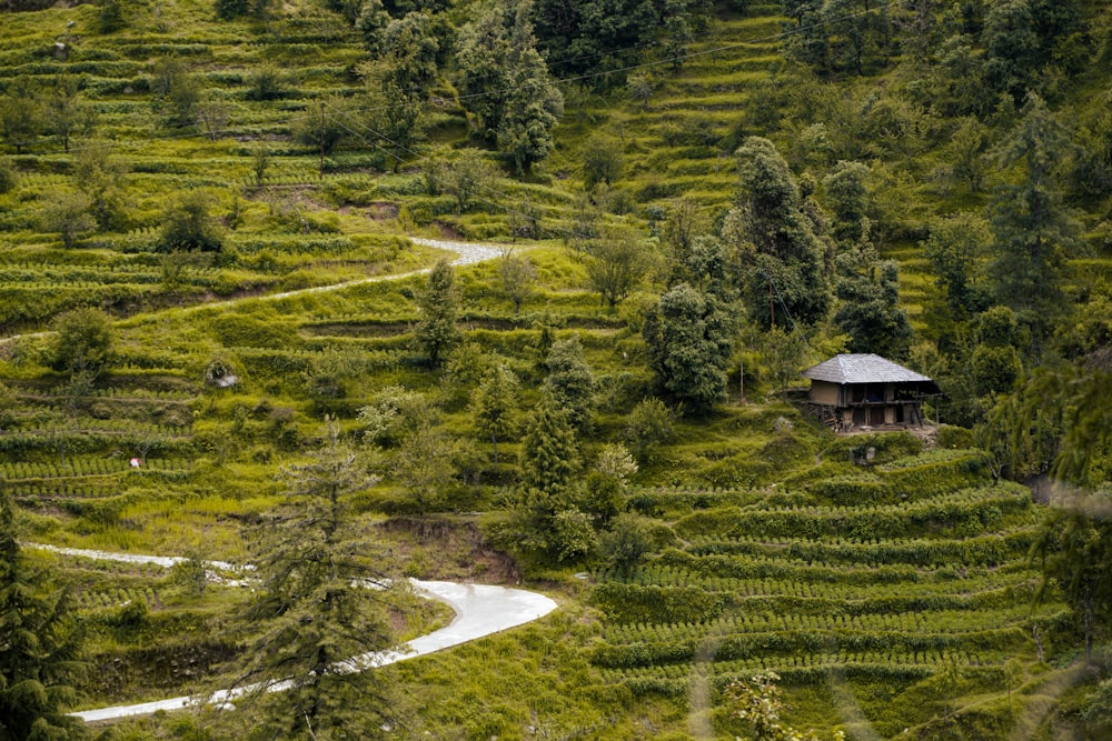 a lush green hillside covered in lots of trees