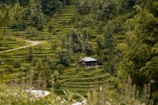 A small, rustic house is nestled among lush, green terraced fields and dense forest. The terraces create a pattern across the hills, with a winding path leading through the landscape. The scene is peaceful and serene, with vibrant greenery all around.
