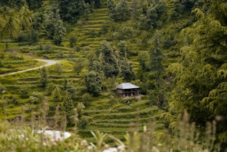 A small, rustic house is nestled among lush, green terraced fields and dense forest. The terraces create a pattern across the hills, with a winding path leading through the landscape. The scene is peaceful and serene, with vibrant greenery all around.