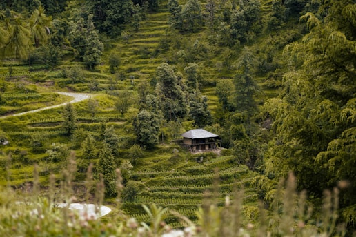 A small, rustic house is nestled among lush, green terraced fields and dense forest. The terraces create a pattern across the hills, with a winding path leading through the landscape. The scene is peaceful and serene, with vibrant greenery all around.