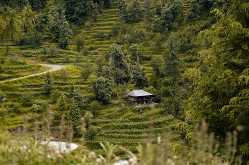 A small, rustic house is nestled among lush, green terraced fields and dense forest. The terraces create a pattern across the hills, with a winding path leading through the landscape. The scene is peaceful and serene, with vibrant greenery all around.