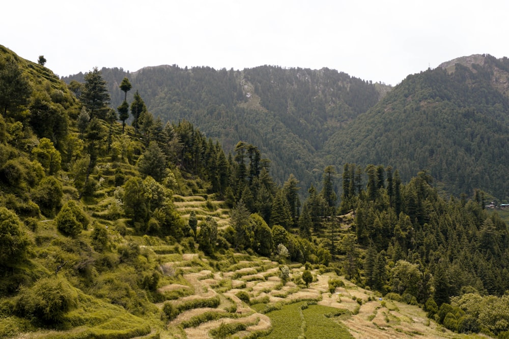 a lush green hillside covered in lots of trees