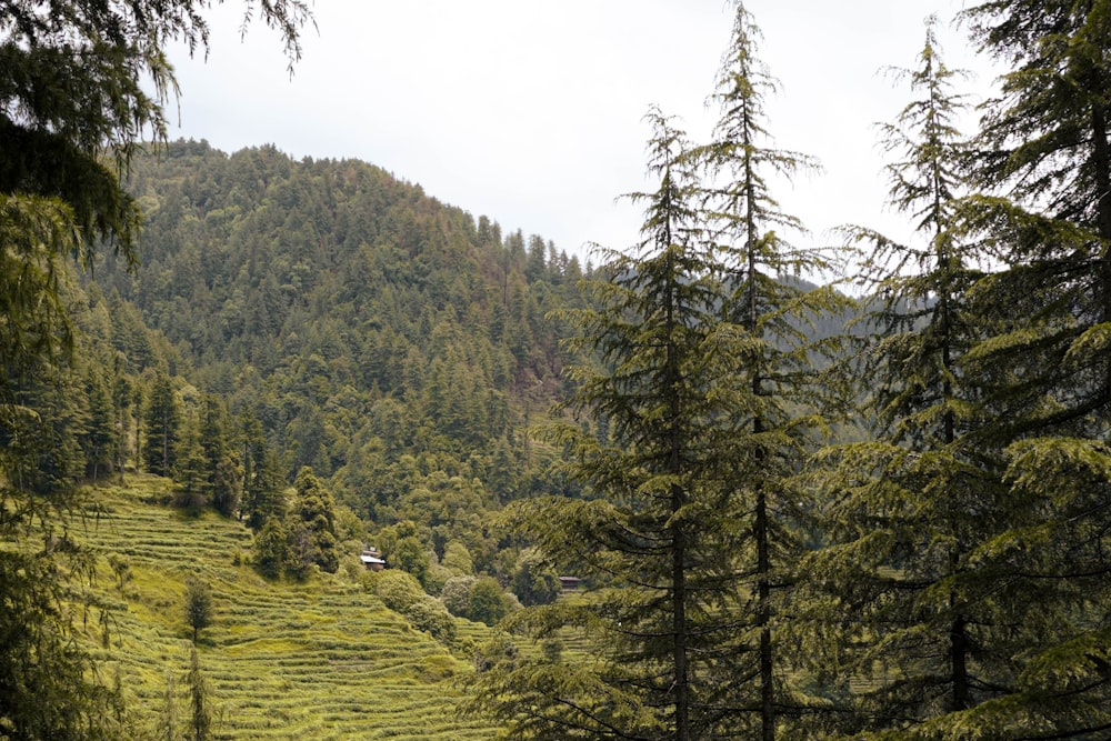 a lush green hillside covered in lots of trees