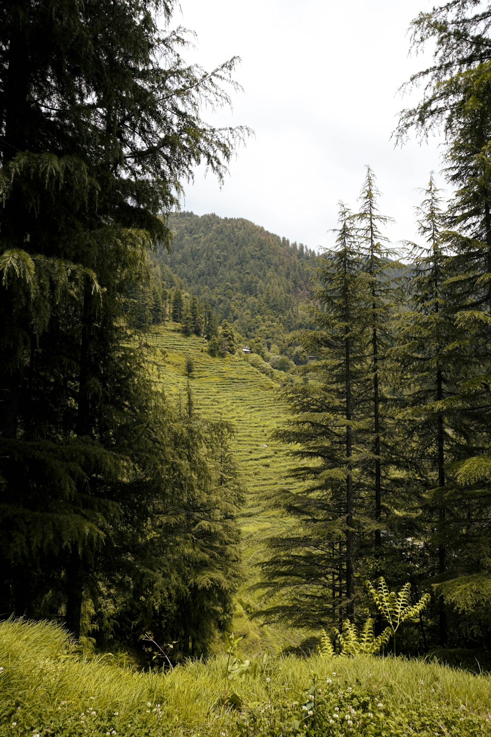 a lush green forest filled with lots of trees