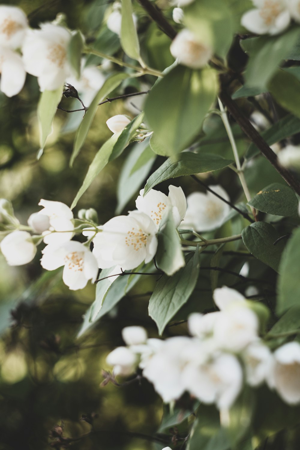 a bush with white flowers and green leaves