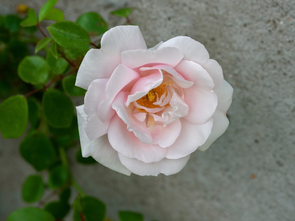 a pink rose is blooming on a plant