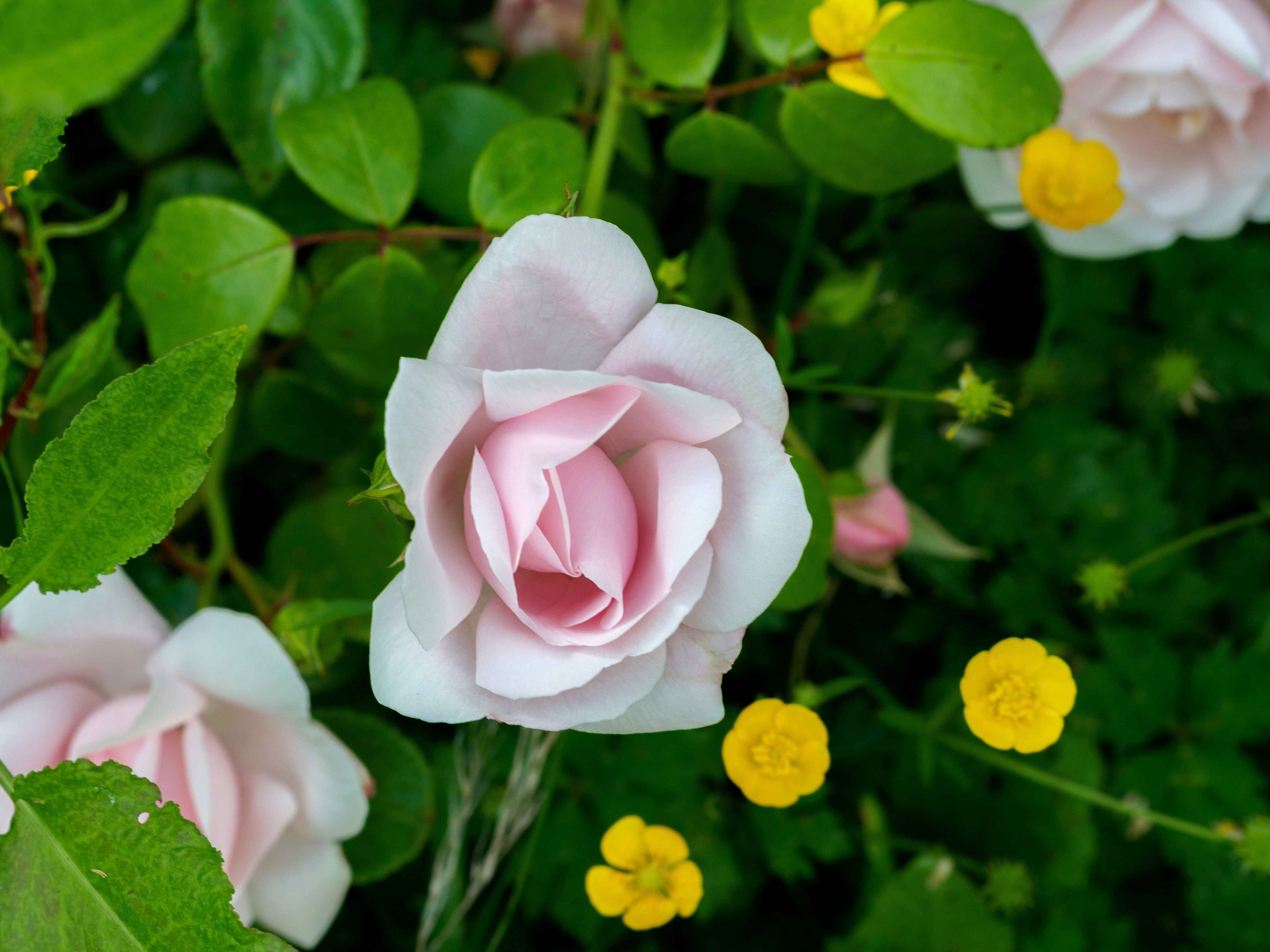 Photo by brett_jordan