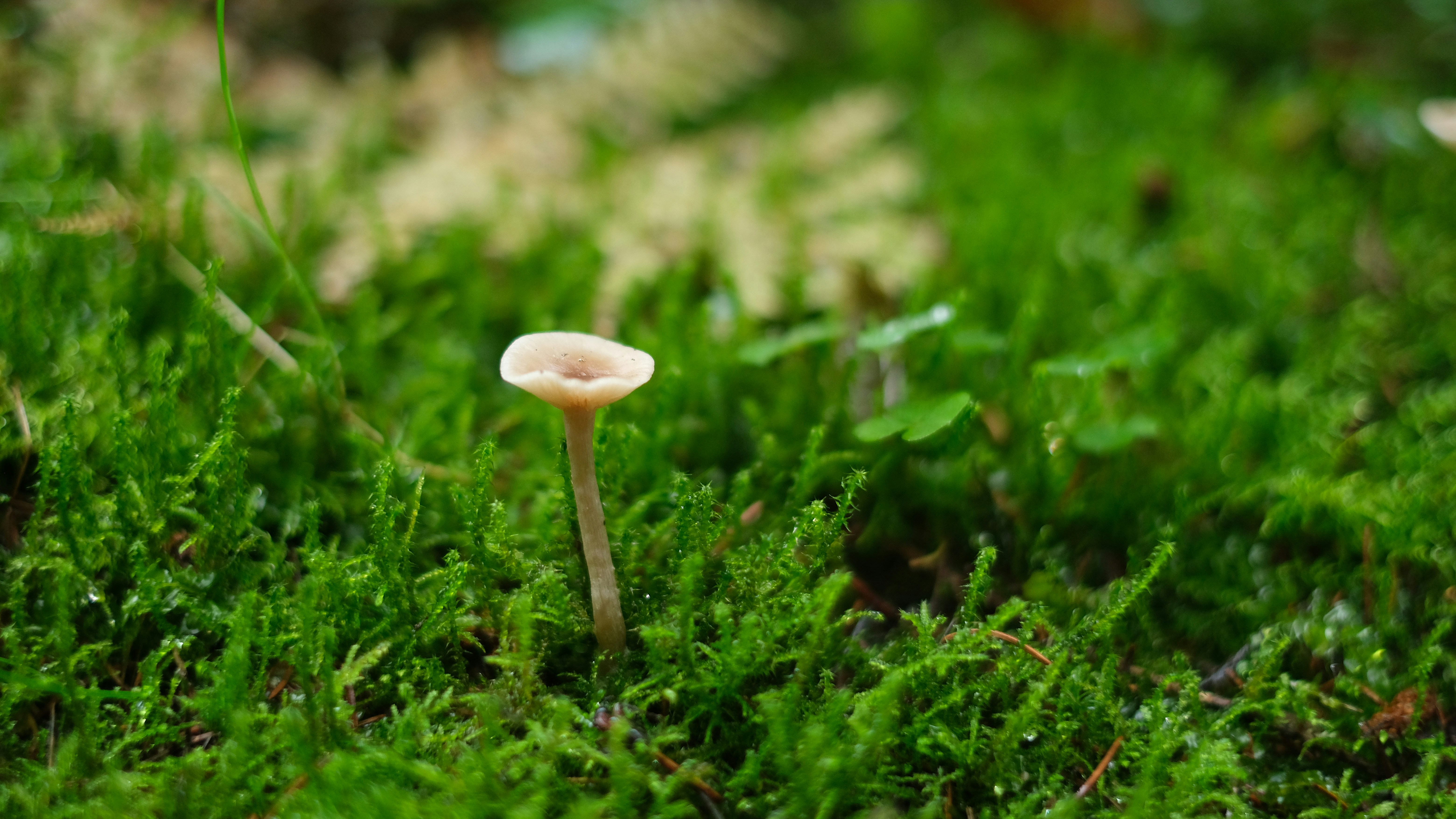 a small white mushroom sitting on top of a lush green field