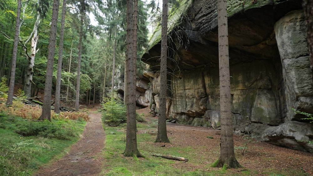 a path through a forest with trees and rocks