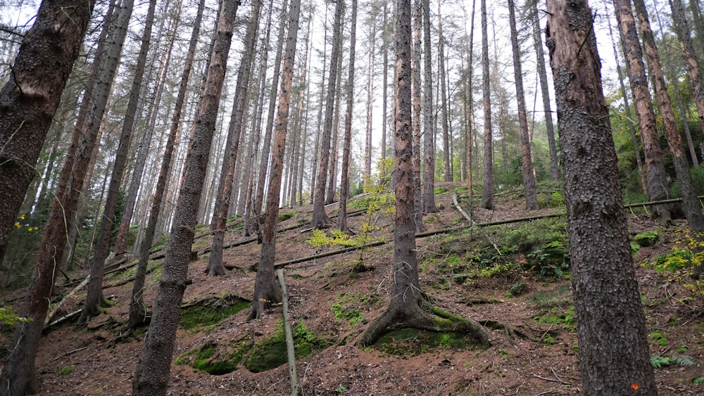 a forest filled with lots of tall trees