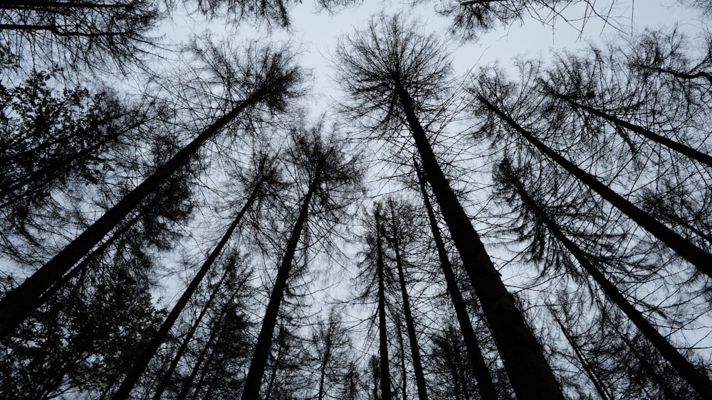 a group of tall trees standing next to each other